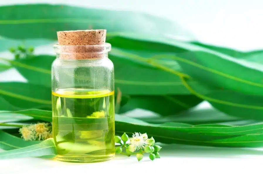 Benefícios do óleo de eucalipto