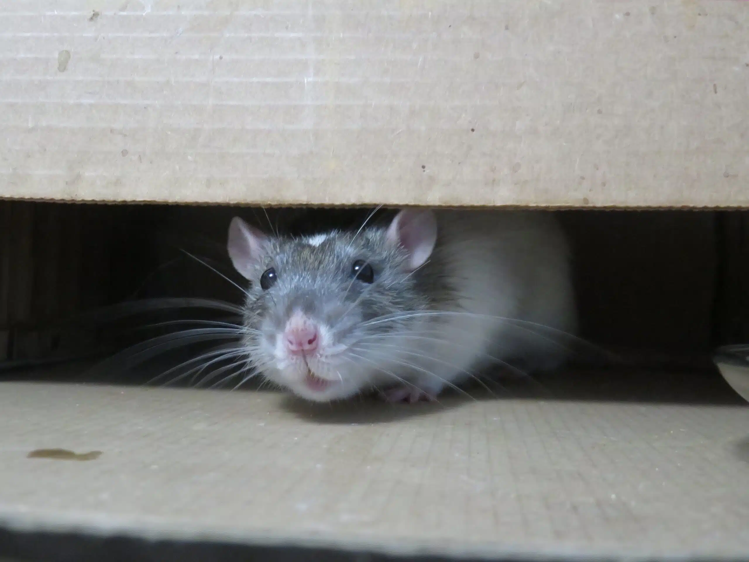 Como se livrar dos ratos